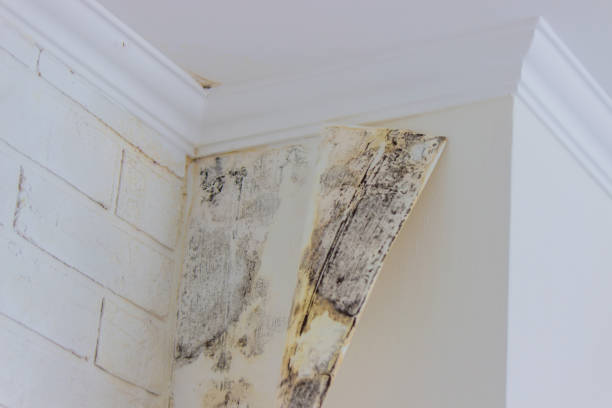 Best Residential Mold Inspection & Testing  in Bonny Doon, CA